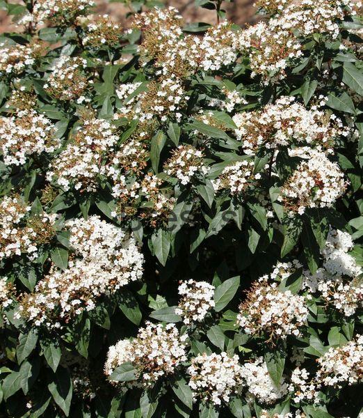 Viburnum tinus 'Eve Price' 50cm kmienok